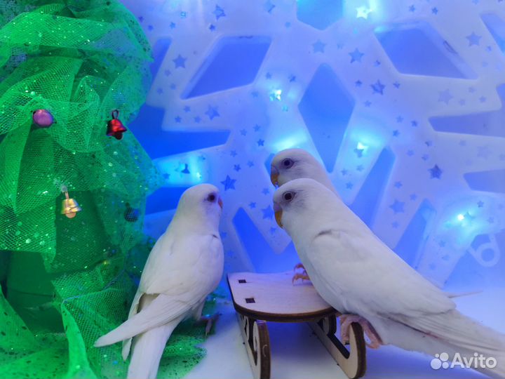 Птенцы волнистых попугаев