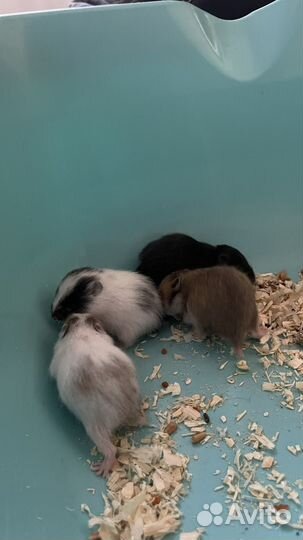 Сирийский хомяк