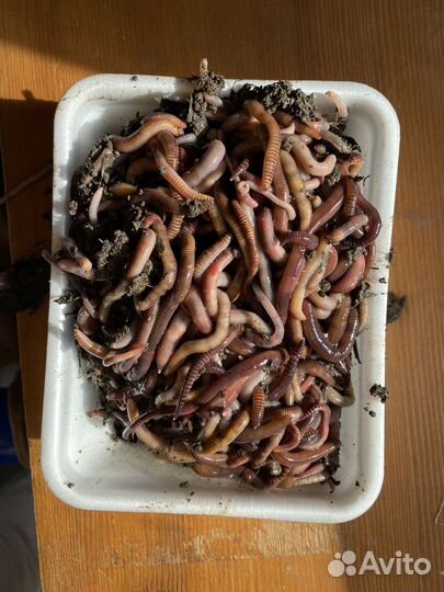 Черви для рыбалки