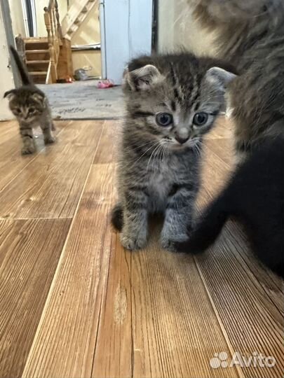 Вислоухие котята
