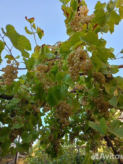 Продаётся виноград