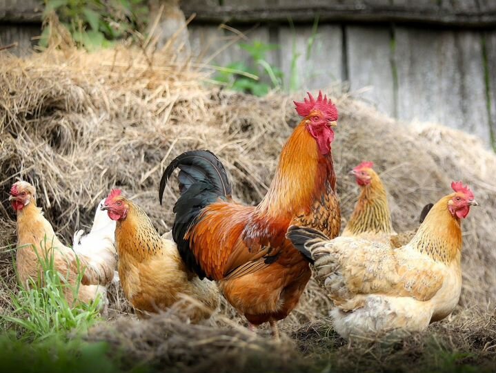 Участок 31,5 га (СНТ, ДНП)