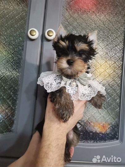 Супер мальчик baby фейс с документами