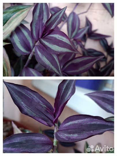 Комнатные растения