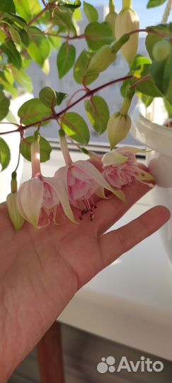 Продажа черенков фуксий