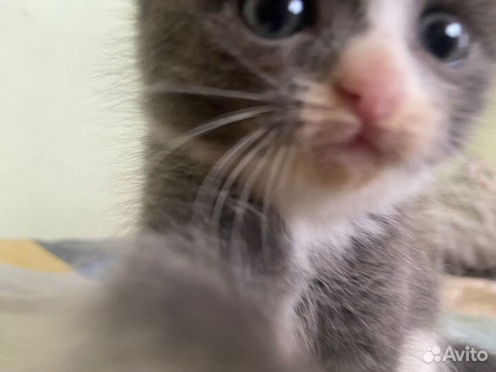 Отдам в добрые руки котят
