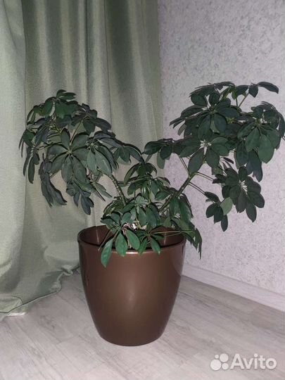 Комнатные цветы шефлера в напольном горшке