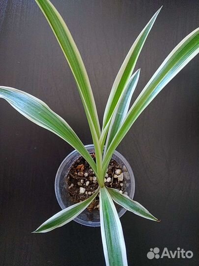 Неприхотливые растения