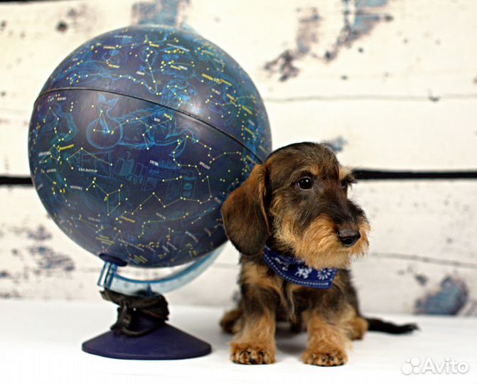 Таксенок мальчик