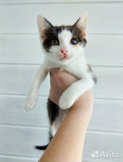 Котёнок Сникерс