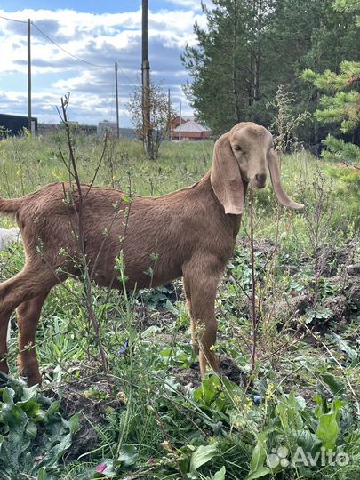 Нубийские козлята