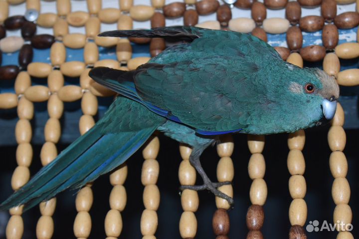 Синий какарик