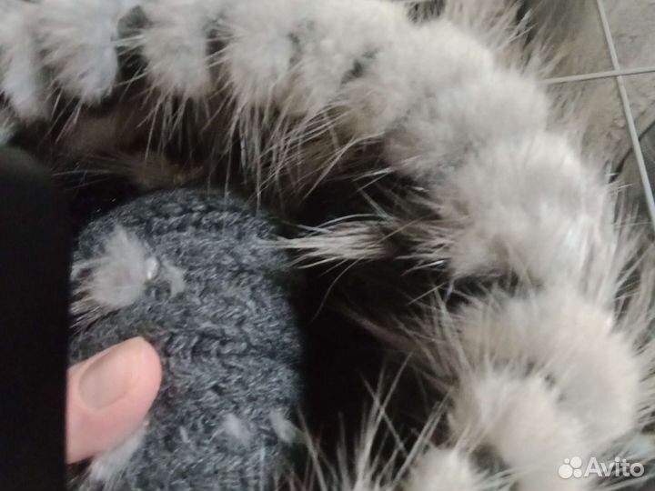 Шапка норки
