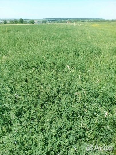 Сено в тюках урожай 2023 года Шумерля