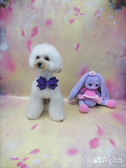 Вязка собак