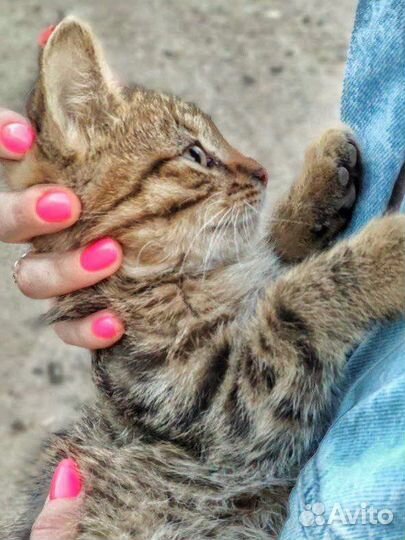 Котята-автомеханики (2,5 месяца)