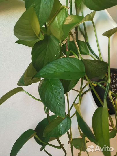 Черенки ампельных растений