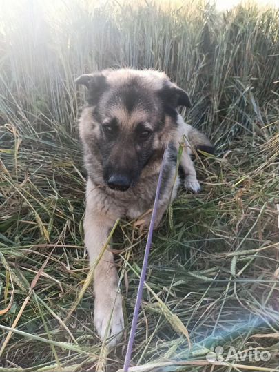 Лучшая в мире собака ищет свою любящую семью