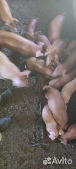 Поросята