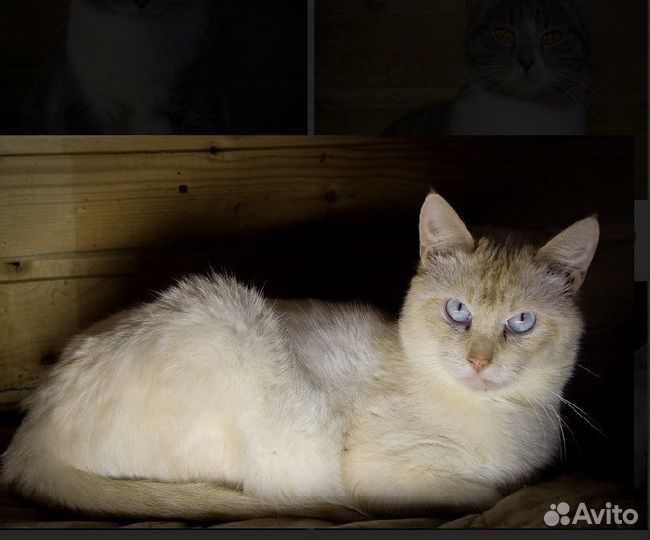 Кошечки и котики в дар