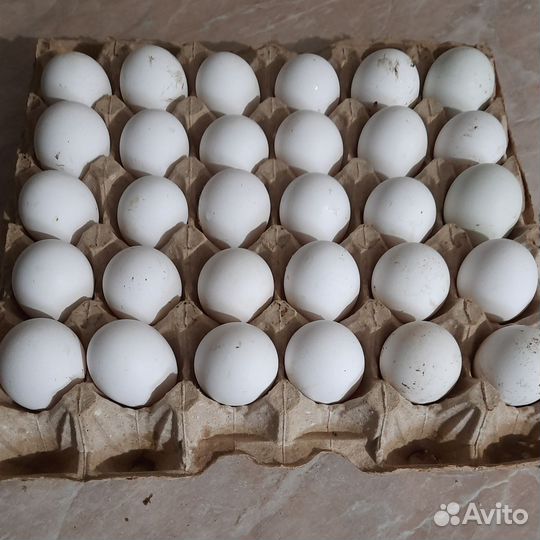 Инкубационное яйцо