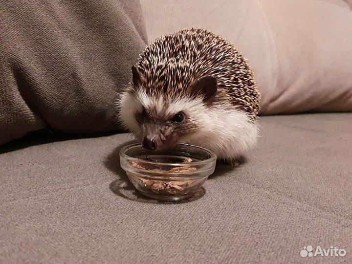 Кормовые насекомые, сверчки домовые