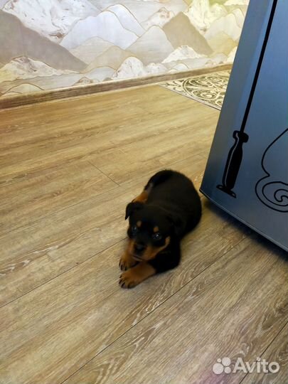 Щенок ротвейлер (Девочка)