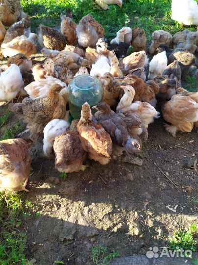 Цыплята породы брама