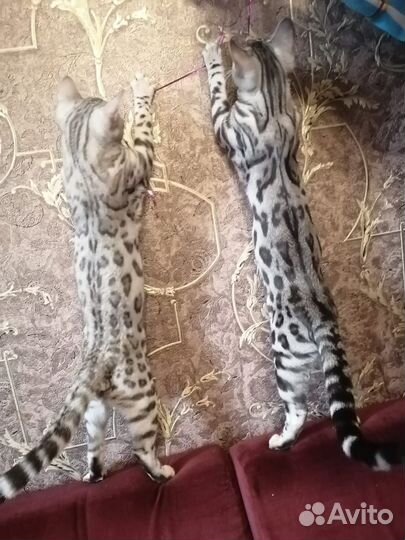 Бенгальская красотка