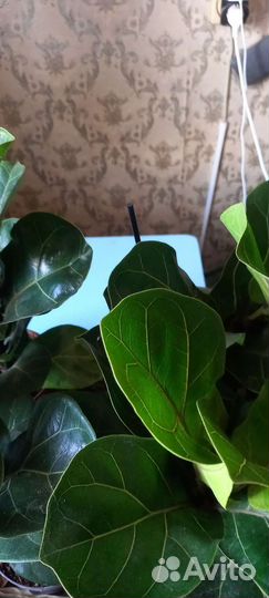 Фикус лирата бамбино