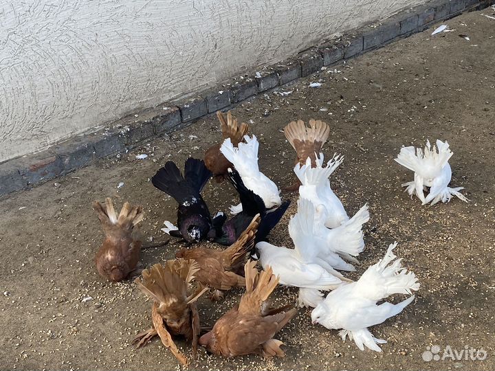 Голуби форма