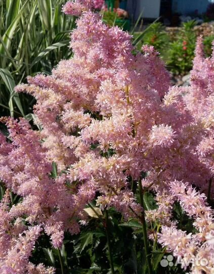 Астильба, саженцы