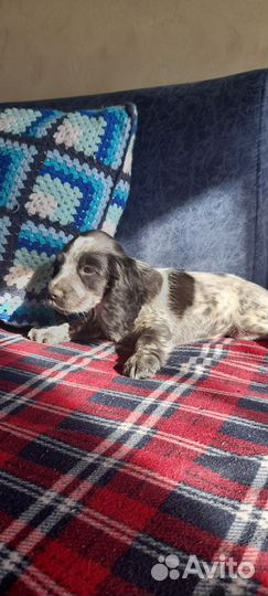 Англиский кокер спаниель