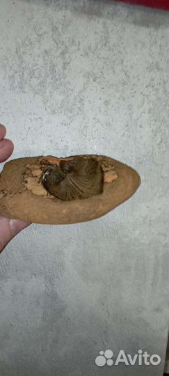 Музыка ветра