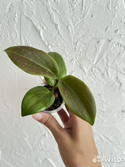 Хойя, Ледебурия