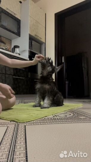 Кинолог, специалист по поведению собак