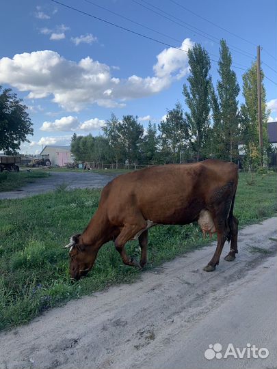 Корова молочная
