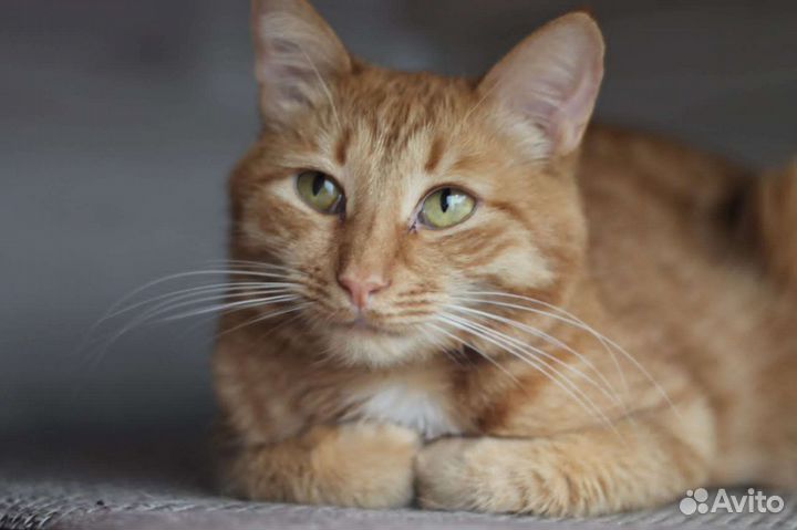 Кот в добрые руки