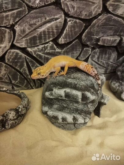 Эублефар и террариум (новый в упаковке)