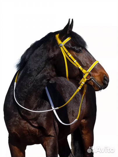 Уздечка для лошади cob