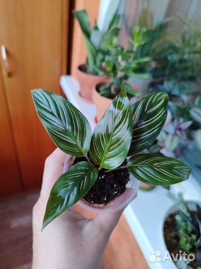 Строманта, калатея