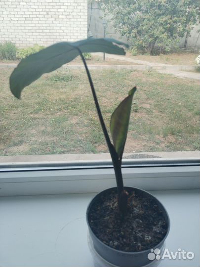 Калоказия Фонтанезия