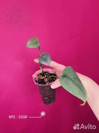 Сциндаптус Сильвер Хиро/Scindapsus Silver Hero