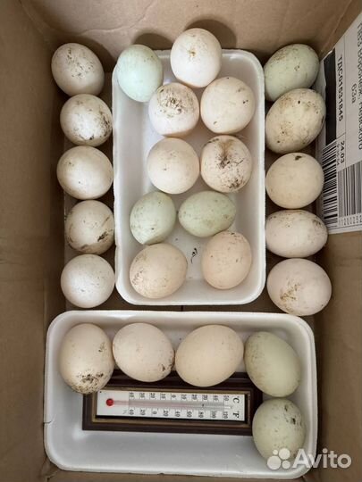 Инкубационное яйцо утки индийский бегунок