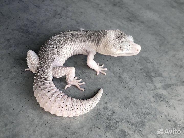 Эублефар морфы Total Eclipse