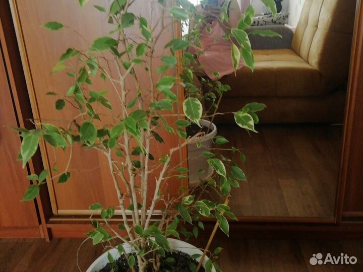 Фикус бенджамина