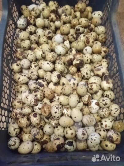 Яйца перепелиные домашние