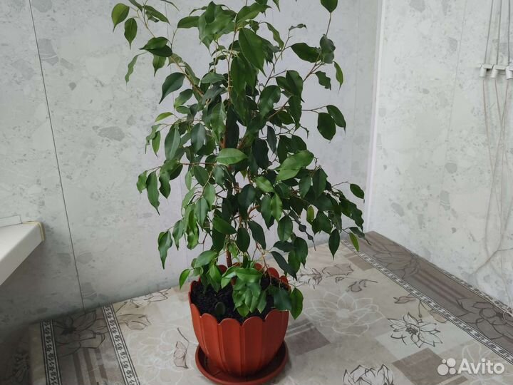 Фикус Бенджамина большой куст