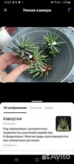 Суккуленты хавортия