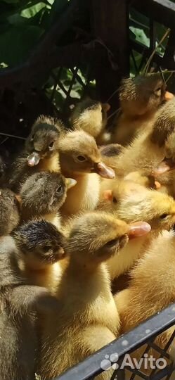 Утята недельные